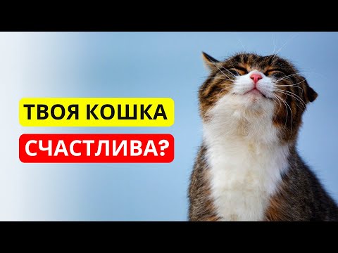 Видео: Как ПОНЯТЬ, что ваша КОШКА СЧАСТЛИВА