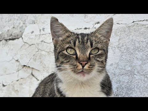 Видео: Котики нагодовані- я щасливий. Кісульчики вечеряють ням ням. На Донат хвостикам 4441 1144 1884 4120
