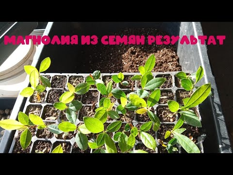 Видео: Результат посева семян магнолии 