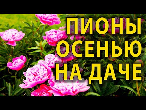 Видео: НИКОГДА НЕ ДЕЛАЙТЕ ЭТОГО С ПИОНАМИ ОСЕНЬЮ, А ТО НЕ БУДУТ ЦВЕСТИ ЛЕТОМ! ВЫРАЩИВАНИЕ ПИОНОВ НА ДАЧЕ