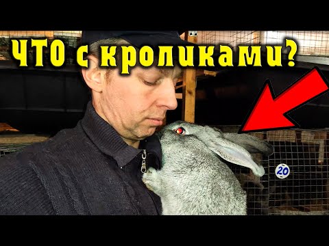 Видео: Долгожданные окролы. Новые маточники. Клетки по технологии А.С. Пушкина. Двухступенчатое миксование