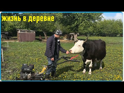 Видео: Мы сами себе находим головняк, не так страшен зверь как его рисуют, жизнь в деревне