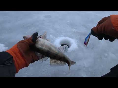 Видео: Заключительная рыбалка на Судака в 2022 году. Волга Сюкеево