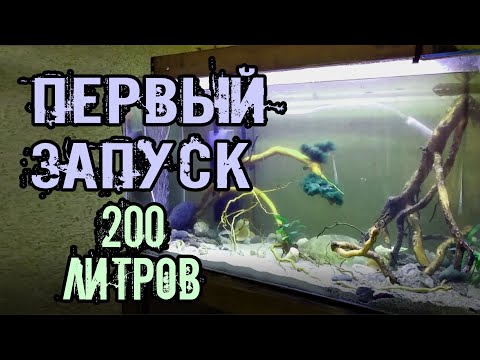 Видео: Запуск аквариума 200 литров. Сосновые коряги.