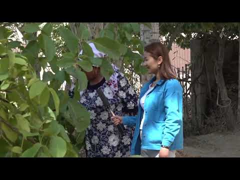 Видео: БАДАМ