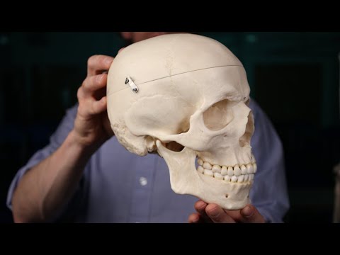 Видео: Маркированные швы черепа