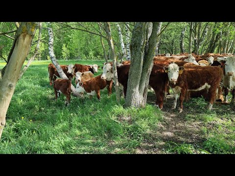 Видео: ПОВЫШАЕМ ИММУНИТЕТ у наших телят. Вакцинируем наших малышей - герефордов против Вирусов... 17.5.21.