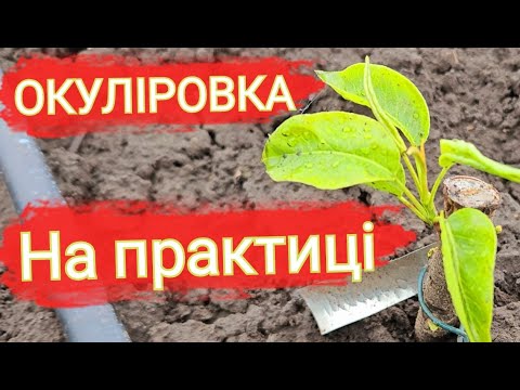 Видео: 🌱 Як з нуля виростити ідеальний саджанець?  Секрети досвідченого садівника.