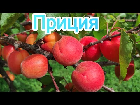 Видео: Абрикос Приция/Apricot Pricia 2024.