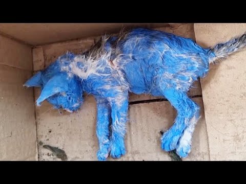 Видео: Эти Животные Были Обречены на Гибель, Но Люди Пришли на Помощь