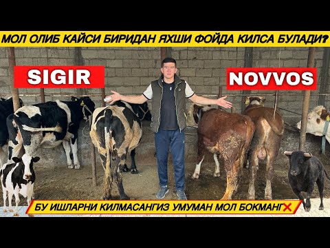Видео: КАНДАЙ МОЛ ОЛСА ЯХШИ ФОЙДА КИЛАДИ? МОЛНИ ТУГРИ БОКИШ ВА ФОЙДА КИЛИШ