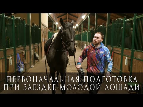 Видео: Первоначальная подготовка при заездке молодой лошади под седло
