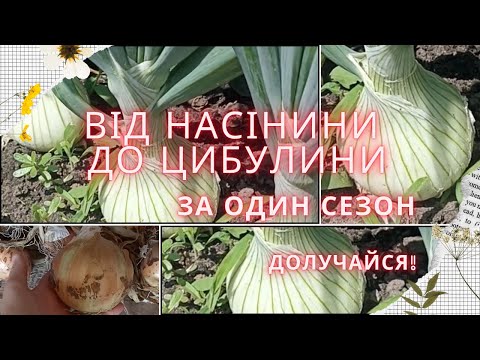 Видео: ЦИБУЛЯ З НАСІННЯ. Ексібішен та інші сорти цибулі, сіємо разом