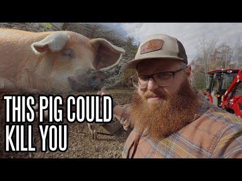 Видео: Почему свиньи — самые опасные животные
