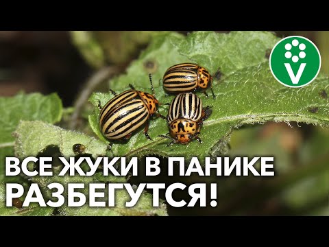 Видео: СУПЕРСРЕДСТВО ДЛЯ ИЗБАВЛЕНИЯ ОТ КОЛОРАДСКОГО ЖУКА! Эффект удивит!
