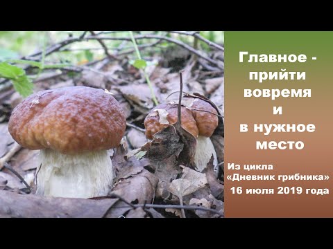 Видео: Главное - прийти вовремя и в нужное место! Дневник грибника 16 июля 2019 года.