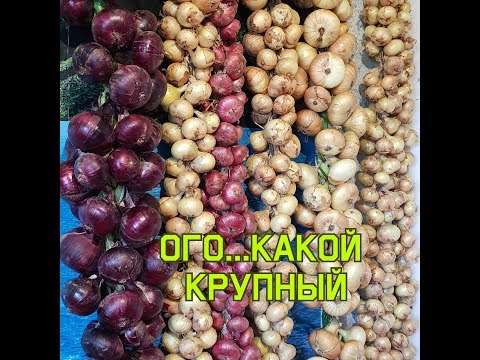 Видео: Как красиво плести лук на стену. Мастер класс от мамы!