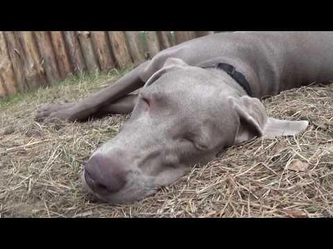 Видео: Мы завели собаку. #Веймаранер Часть 9. Неманская весна.