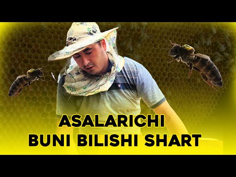 Видео: Asalarichi buni bilishi shart. Асаларичилар буни билиши шарт