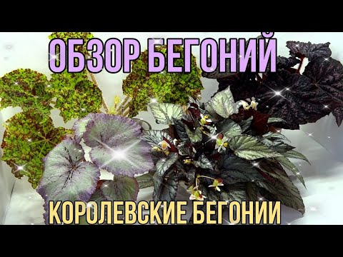 Видео: ОБЗОР БЕГОНИЙ/КОРОЛЕВСКИЕ БЕГОНИИ/Комнатные растения.