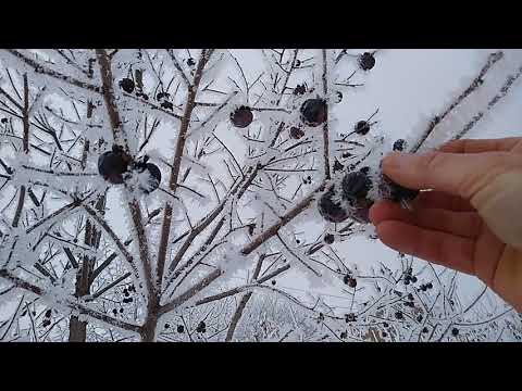 Видео: хурма виргинская, плоды висят до весны