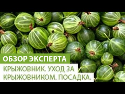 Видео: Крыжовник. Уход за крыжовником. Посадка крыжовника