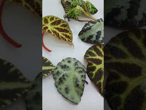 Видео: Посылочка с бегониями природниками. Шикарные новиночки! (Begonia).