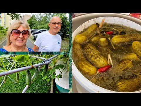 Видео: Занимались всем  по немногу.. квашеные огурцы