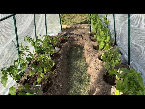 Видео: 28.05.24 Влог: ПЕРЦЫ посадила, отпуск в огороде продолжается!