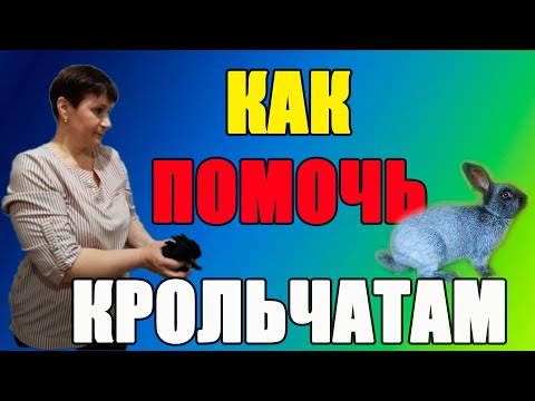 Видео: Как спасти крольчат. Искусственное вскармливание.