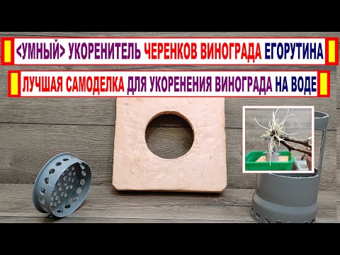 Видео: 🍇Лучший СПОСОБ УКОРЕНЕНИЯ ЧЕРЕНКОВ ВИНОГРАДА на ВОДЕ. Как изготовить УМНЫЙ УКОРЕНИТЕЛЬ Егорутина.