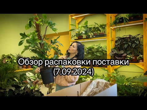 Видео: Обзор поставки растений из Голландии 🌿(7.09.2024)