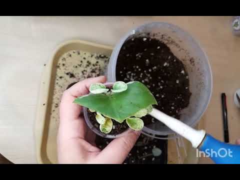 Видео: Фиалки, посадка листиков, пересадка деток.