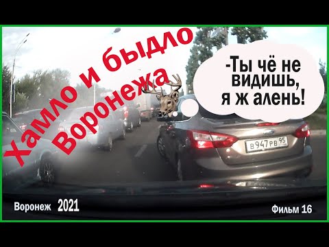 Видео: Хамло и туповатое быдло Воронежа, Фильм 16.