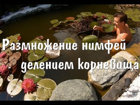 Видео: Наш опыт размножения нимфей делением корневища: Майла и Черная Принцесса