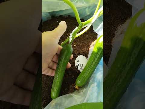 Видео: Огурцы: Кафкас, Ранняя пташка, Примадонна (сравнение) :)