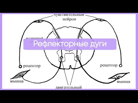 Видео: Рефлекторные дуги за 12 минут