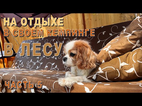 Видео: Кемпинг в лесу в окружении диких животных! Непередаваемый опыт! Часть 5.
