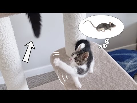 Видео: Я думала что это игрушка... но это хвост!