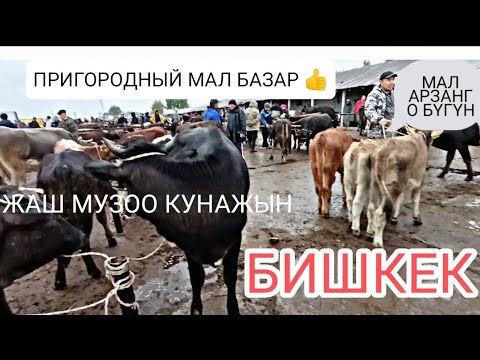 Видео: ЖАШ МУЗОО ТОРПОК КУНАЖЫН БААСЫ ПРИГОРОДНЫЙ МАЛ БАЗАР 12/10/24/