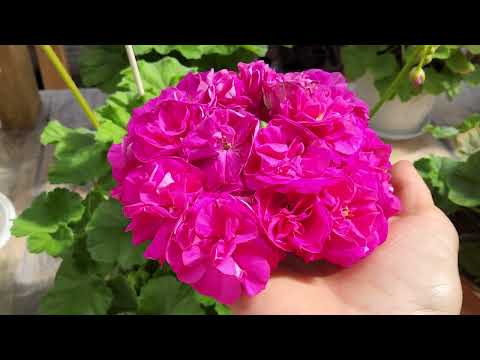 Видео: #553.Наливаем кофе-чай и смотрим большоооой обзор цветущих пеларгоний😀