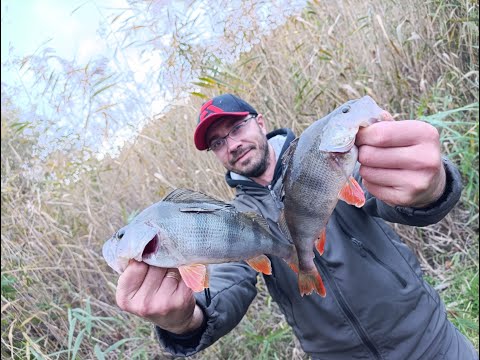 Видео: Спиннинг с берега. Рыбак на судаке, щуке, окуне. Джиг рог, 2 оборота и пауза. Осень 2025