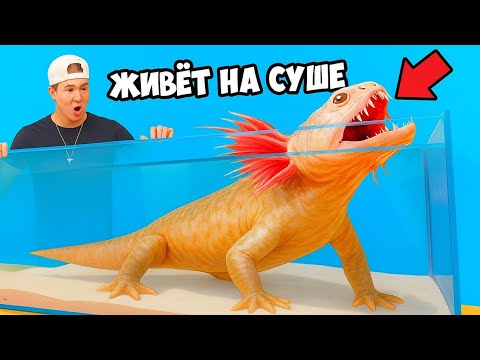 Видео: Я купил рыбу, которая ходит по суше…