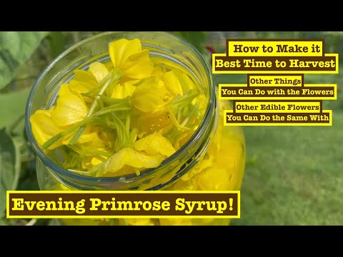 Видео: КАК ПРИГОТОВИТЬ СИРОП ИЗ ЦВЕТКОВ ПРИМУЛЫ ВЕЧЕРНЕЙ И ЛУЧШЕЕ ВРЕМЯ ДЛЯ СБОРА РАСТЕНИЙ. Невероятно в...