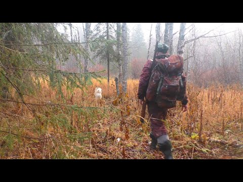 Видео: Не ожидал её встретить. Охота на боровую. Осень 2024.