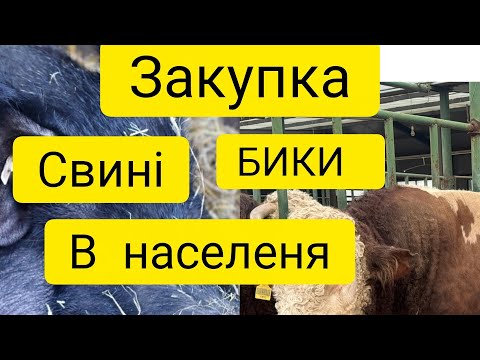 Видео: ЗАГОТІВЕЛЬНІ ЦІНИ НА СВИНЕЙ ТА ВРХ