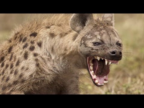 Видео: Вот На Что Способны ГИЕНЫ В ДЕЛЕ / 10 нападений гиен