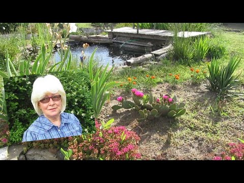 Видео: Обзор кактуса Опунция садовая, сорта разных сроков цветения.