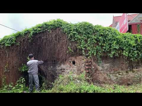 Видео: Помогите владельцам небольших магазинов изменить растительность, покрывающую крышу