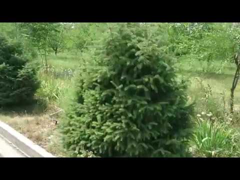 Видео: Кызыл-Кия. Микрарайон - Январский иду по делам 08.07.2019 г.